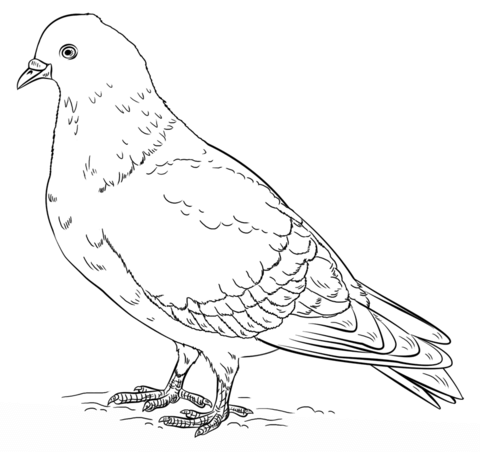 Rock Pigeon Coloring Page